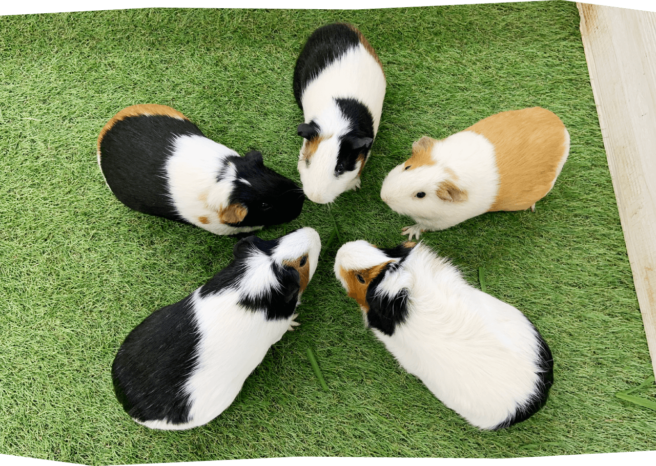 コアラやうさぎなどの動物たちと出会おう