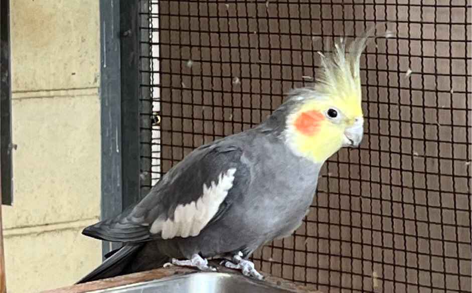 オカメインコ