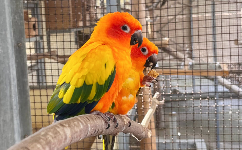 コガネメキシコインコ