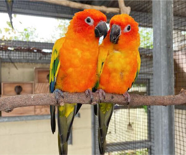 コガネメキシコインコ