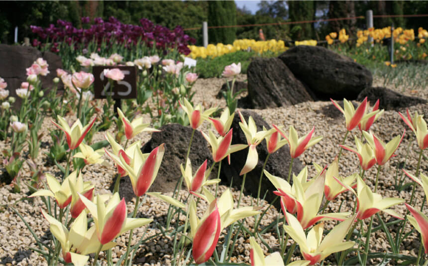 ロックガーデン