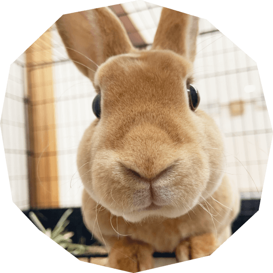 動物と出会う