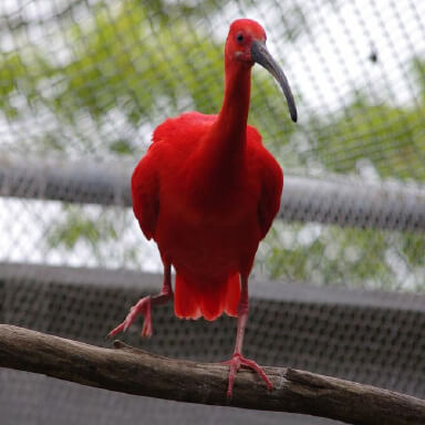 ショウジョウトキ